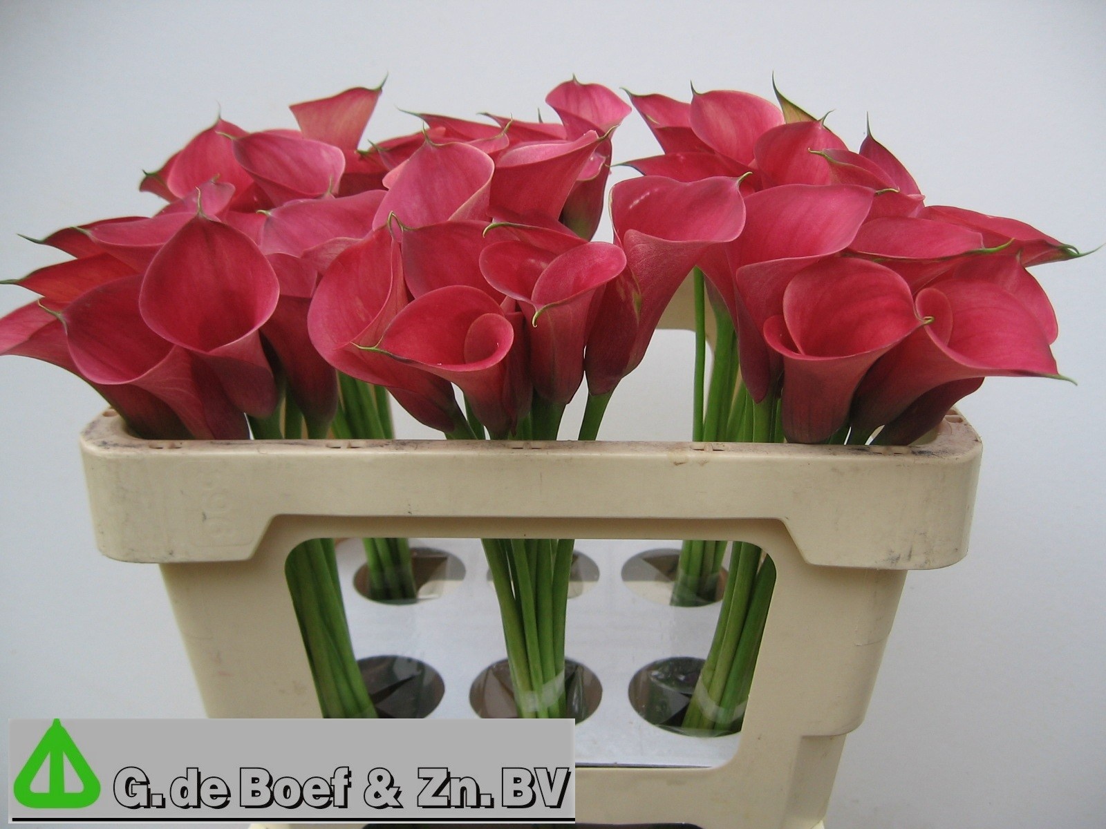Calla Nashville 50cm