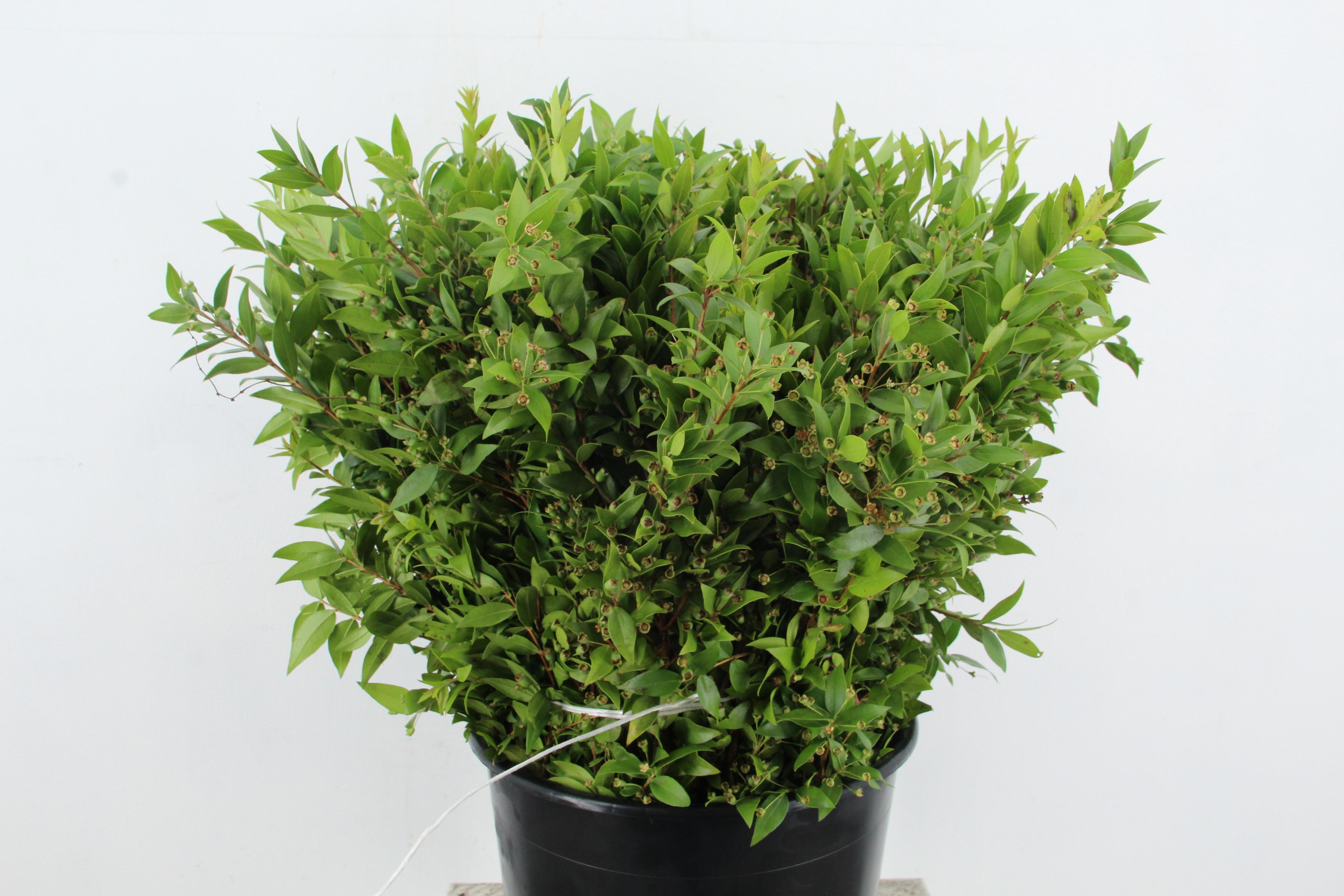 Myrtus Com Bs