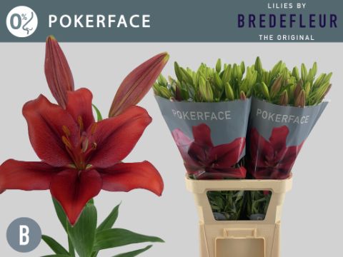 Li La Pokerface 90L.cm 35+knop 23bloei