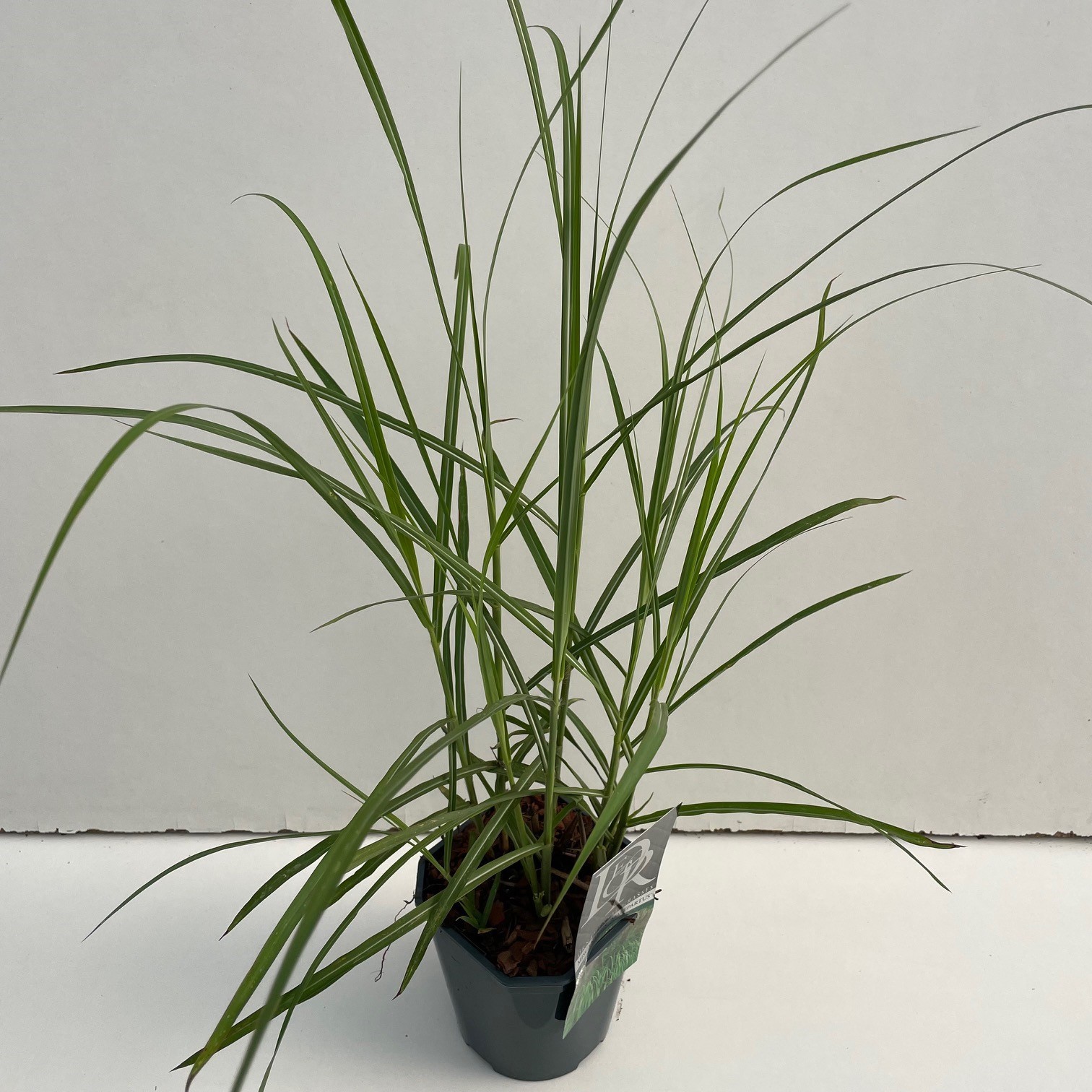 Picture of Miscanthus Malepartus P17 (2 Ltr) Square