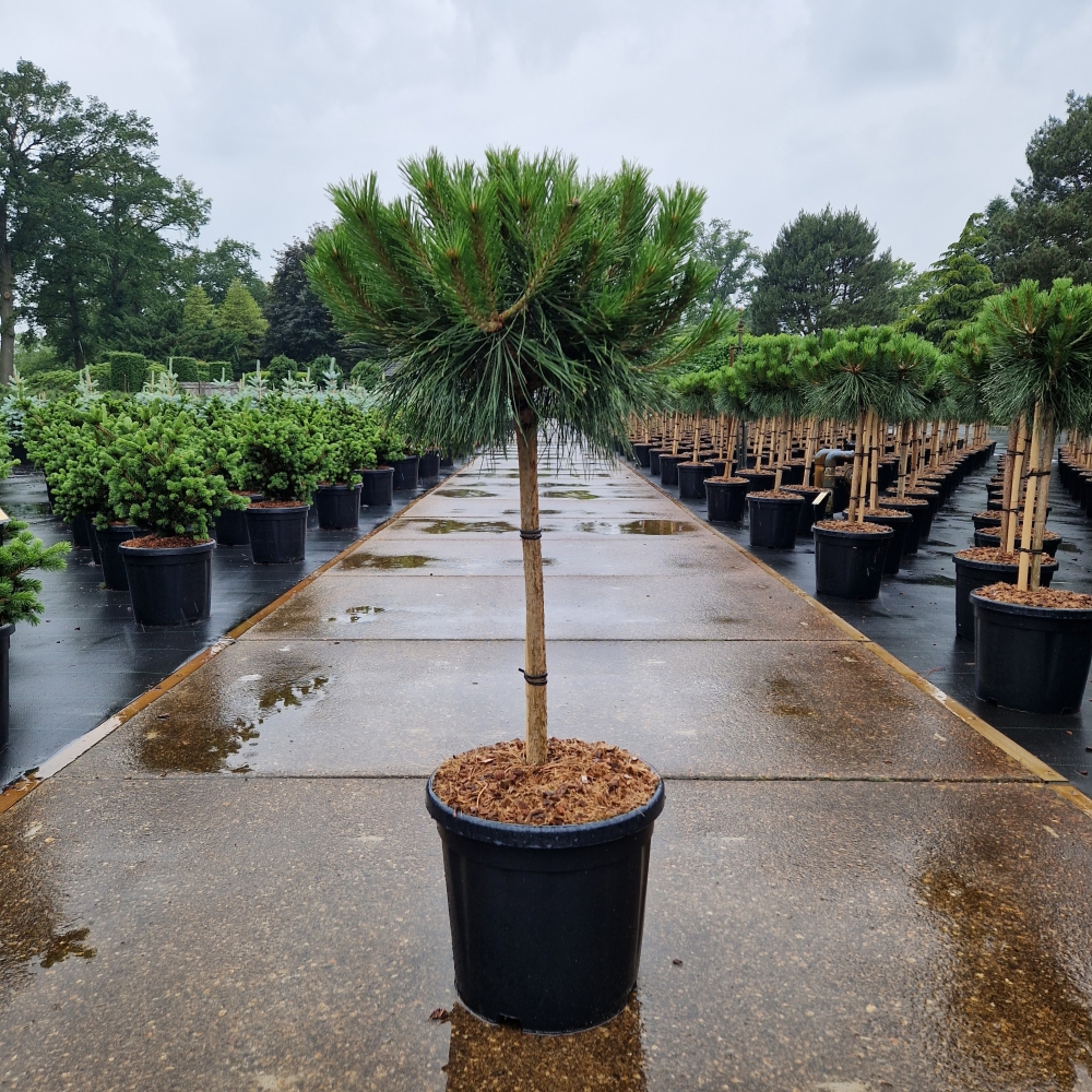 Picture of Pinus nigra Brepo C18 50/STD-40/CM-HEAD (LOOSE)