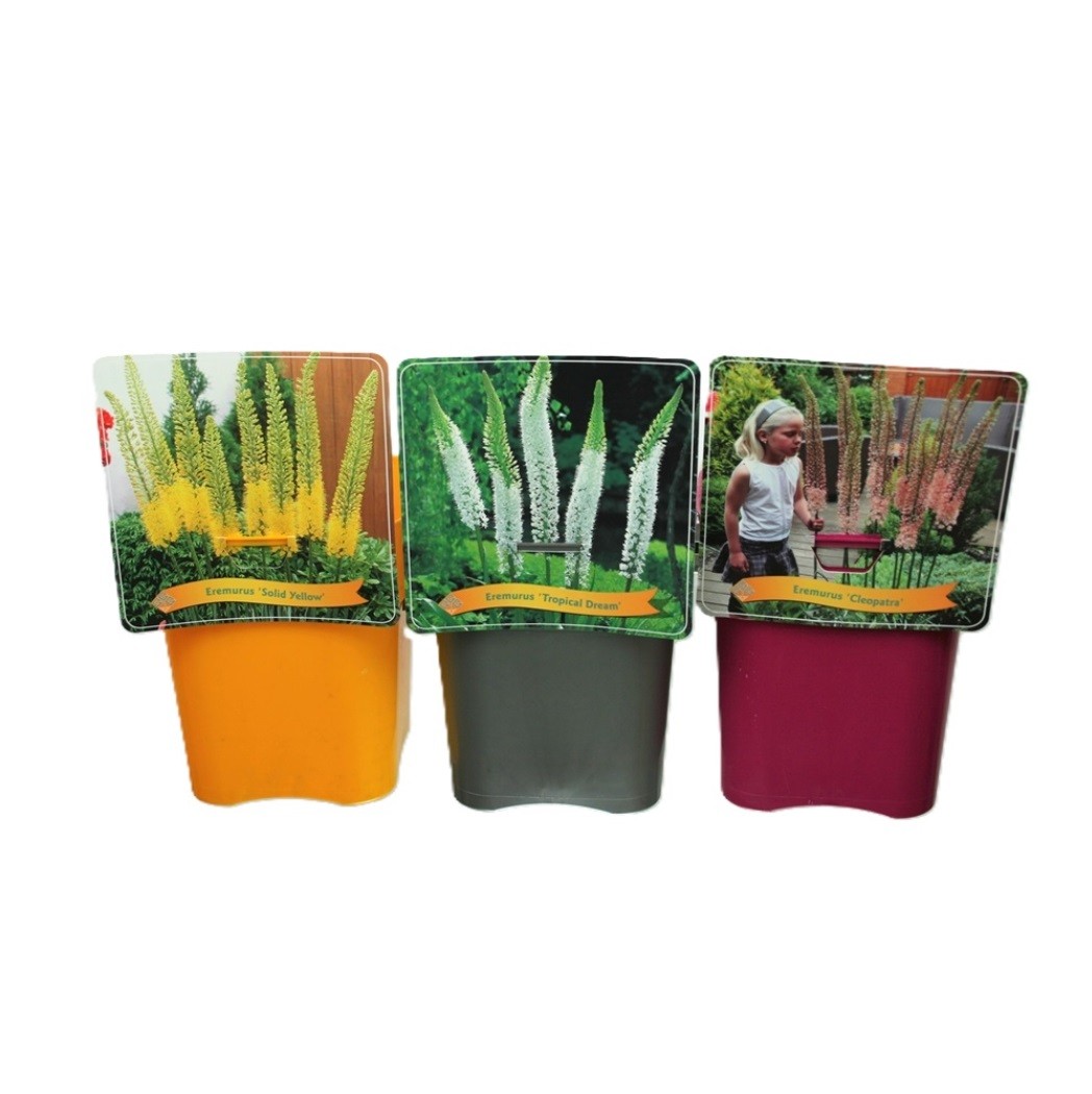 Picture of Eremurus mix shelve C5