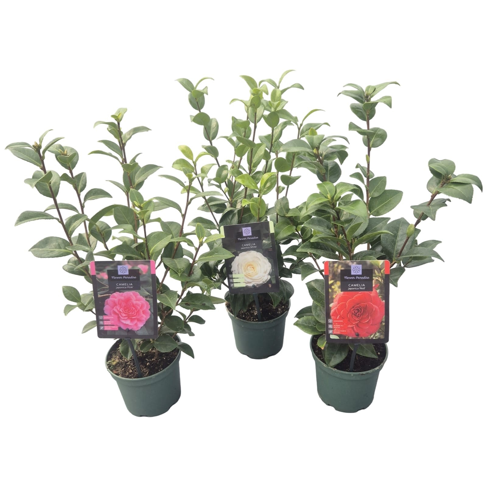 Camellia jap. 'Mix'
