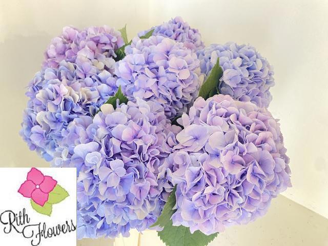 Hydrangea Royal Grandeu 50cm 15Ø