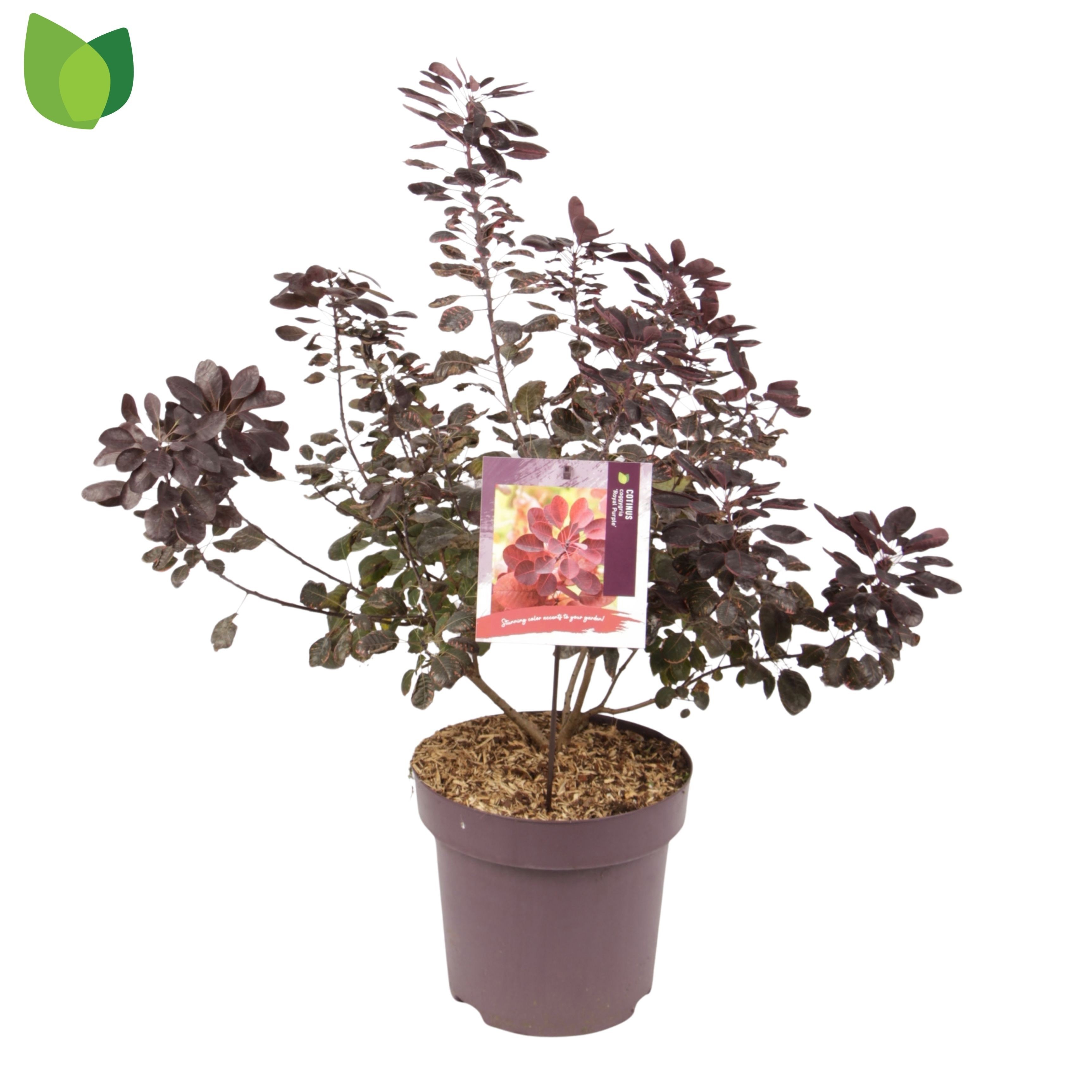 Coti Co Royal Purple