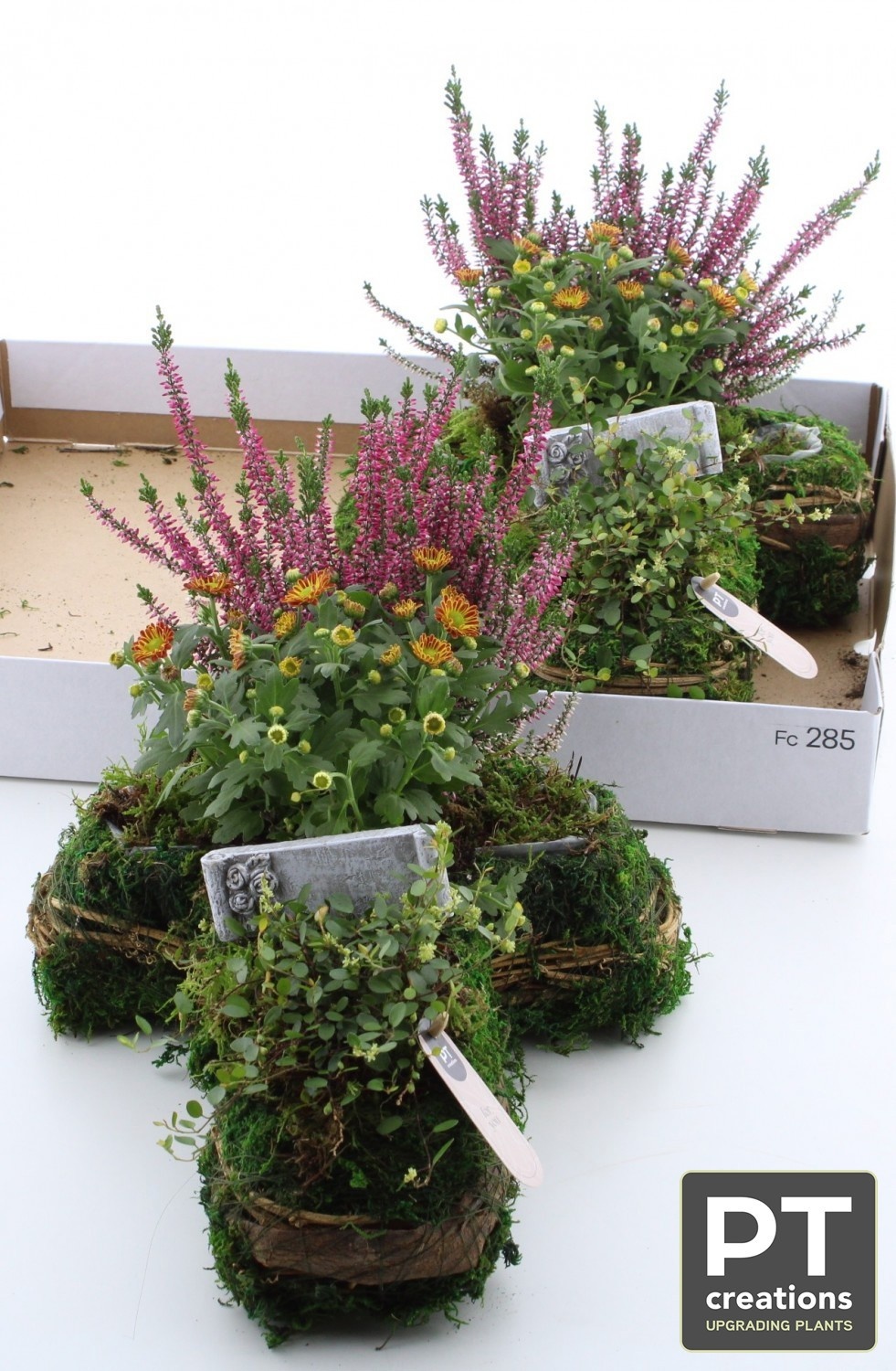 Arr Tuinplanten H% 30P 31cm 22bloei