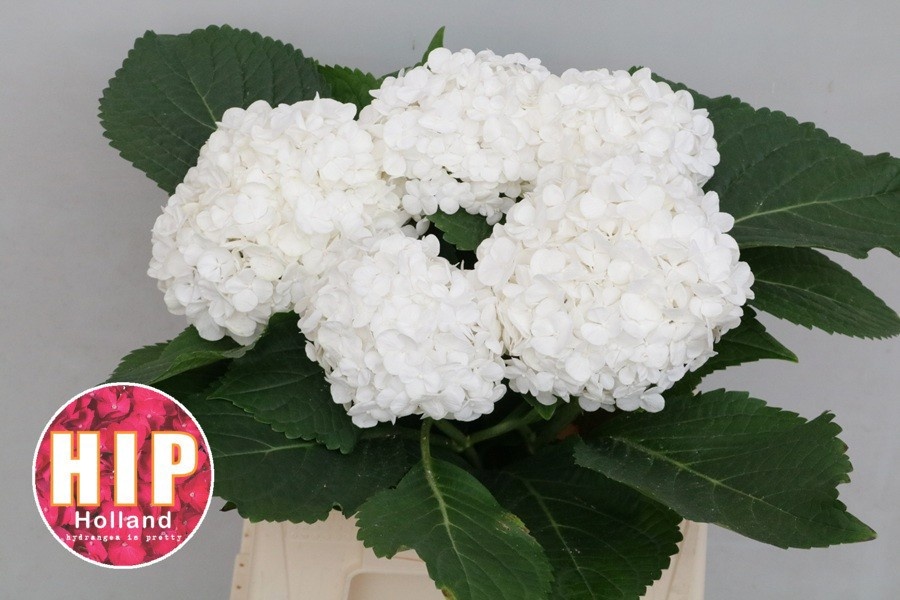 Hydrangea Cannonball 40cm 14Ø