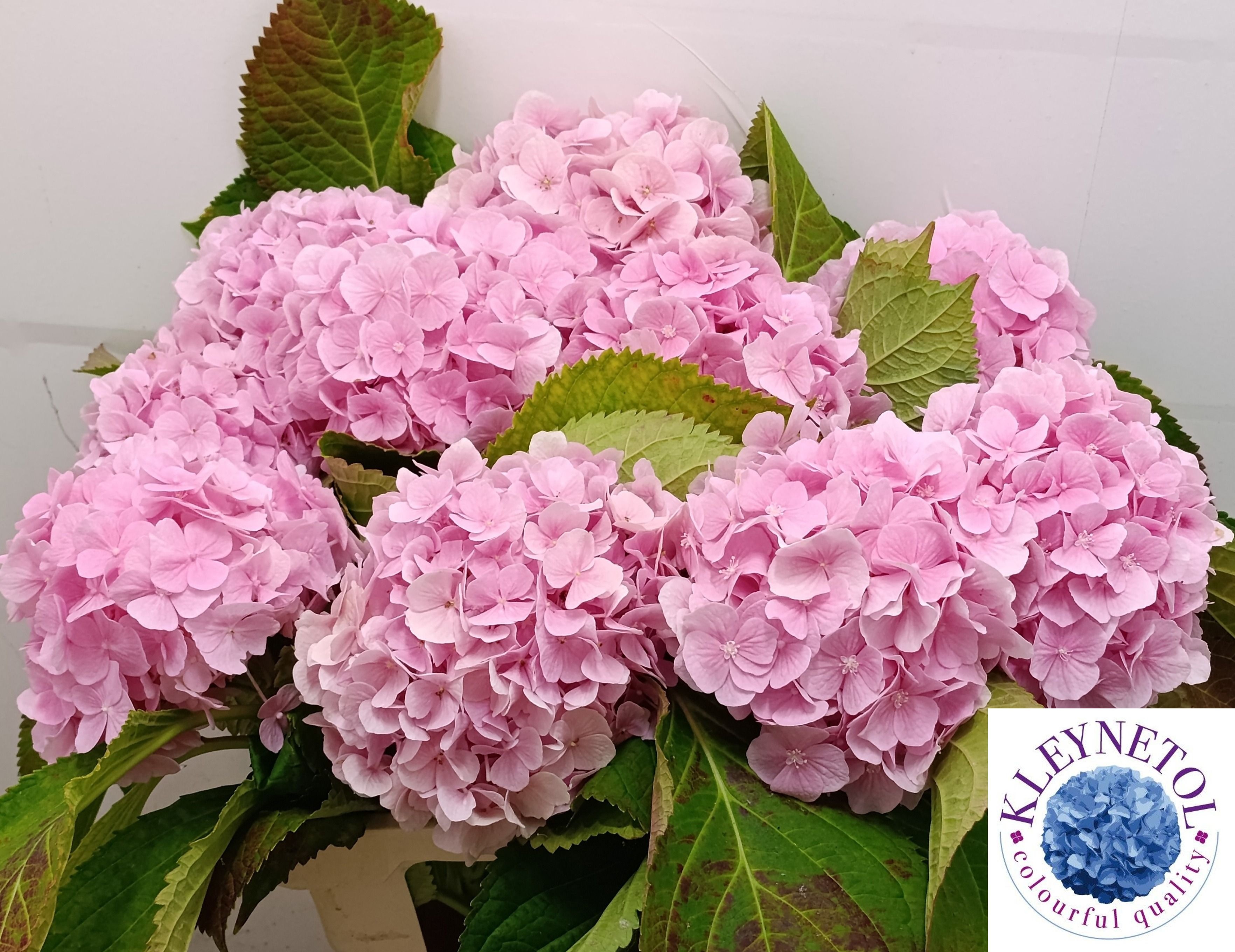 Hydrangea Verena Pink 60cm 20Ø