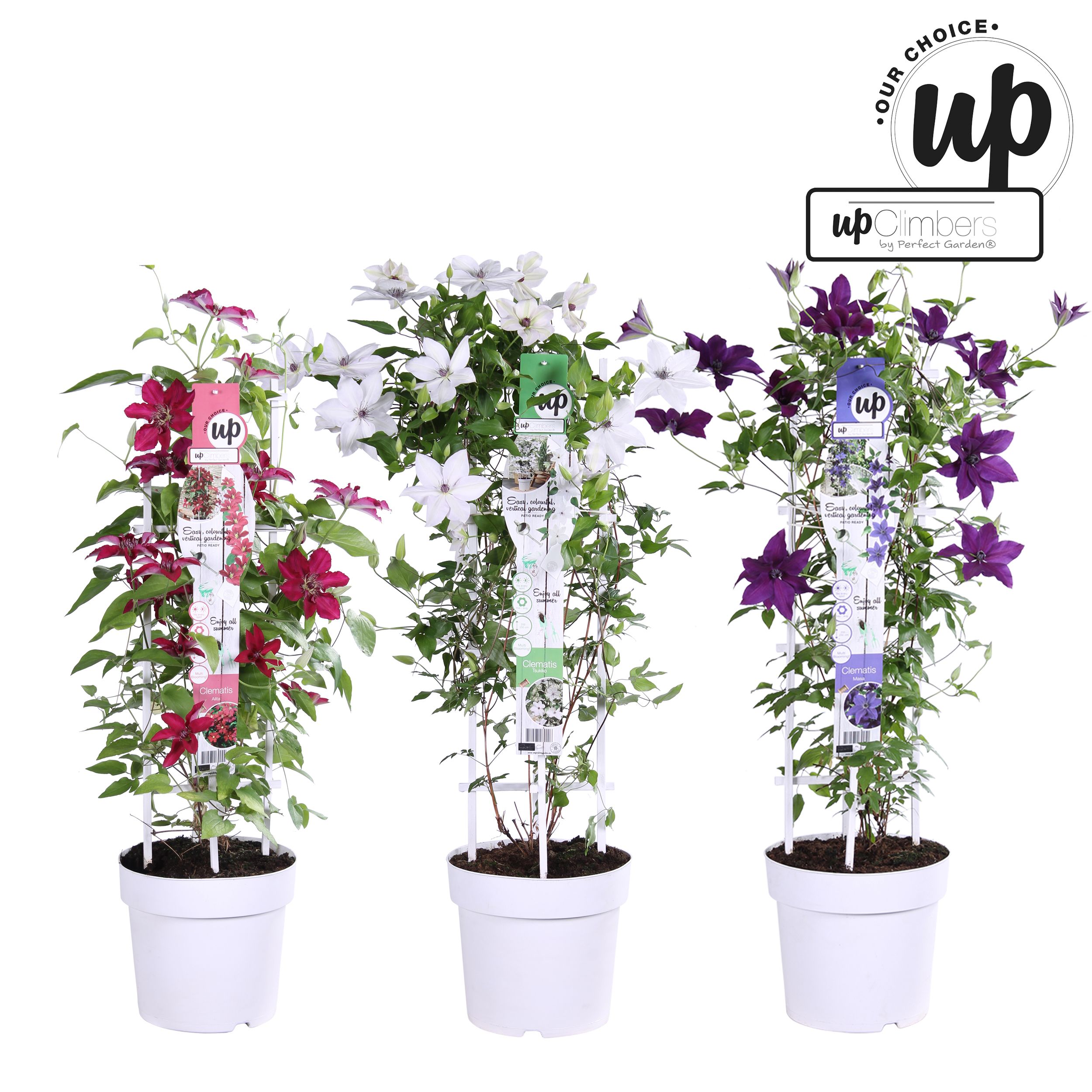 Picture of Clematis Evison Our Choice mix shelve P23