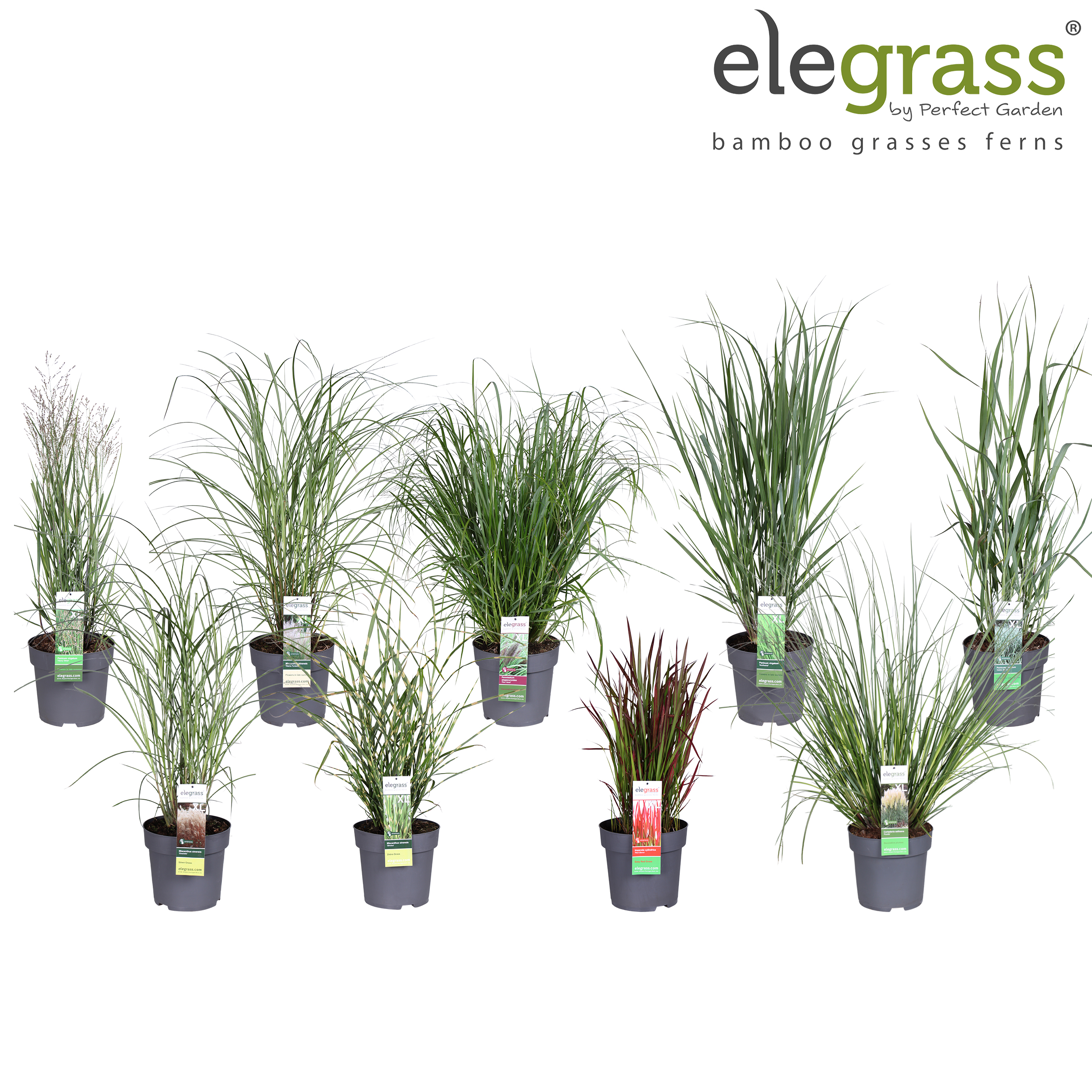 Picture of Grassen mix shelve - Elegrass Hardy Ornamentals P29