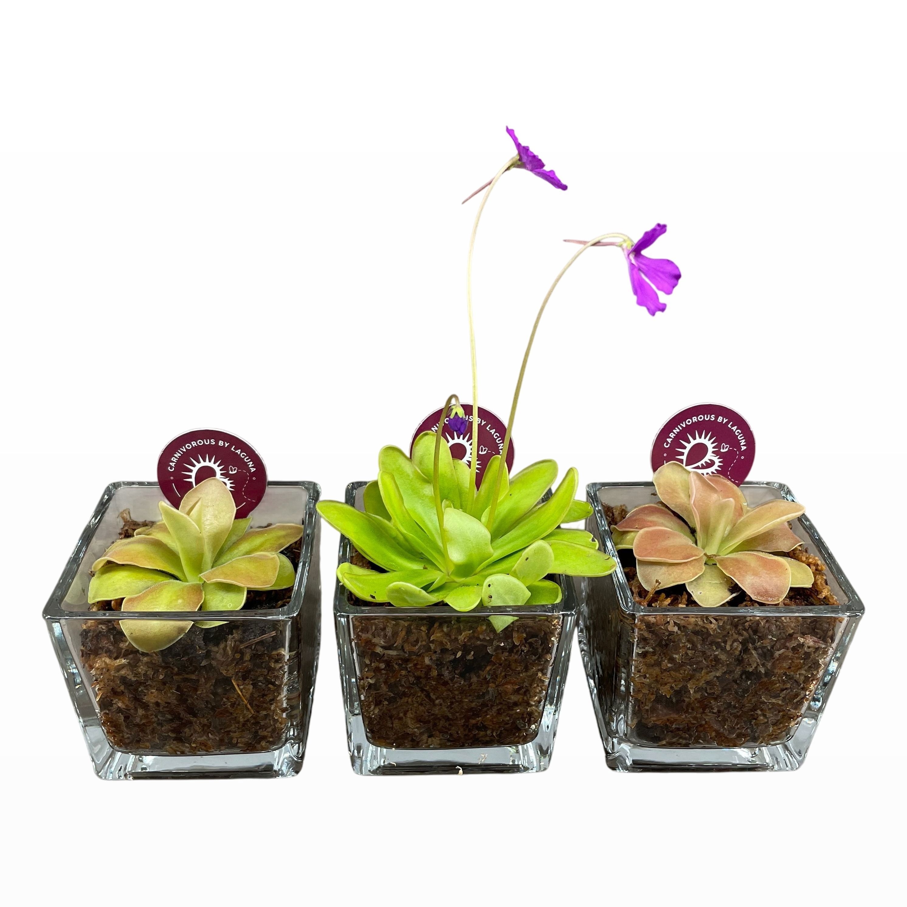 Vleesetende Planten 8P 17H