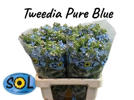 Oxypetal Tan Pur Blu
