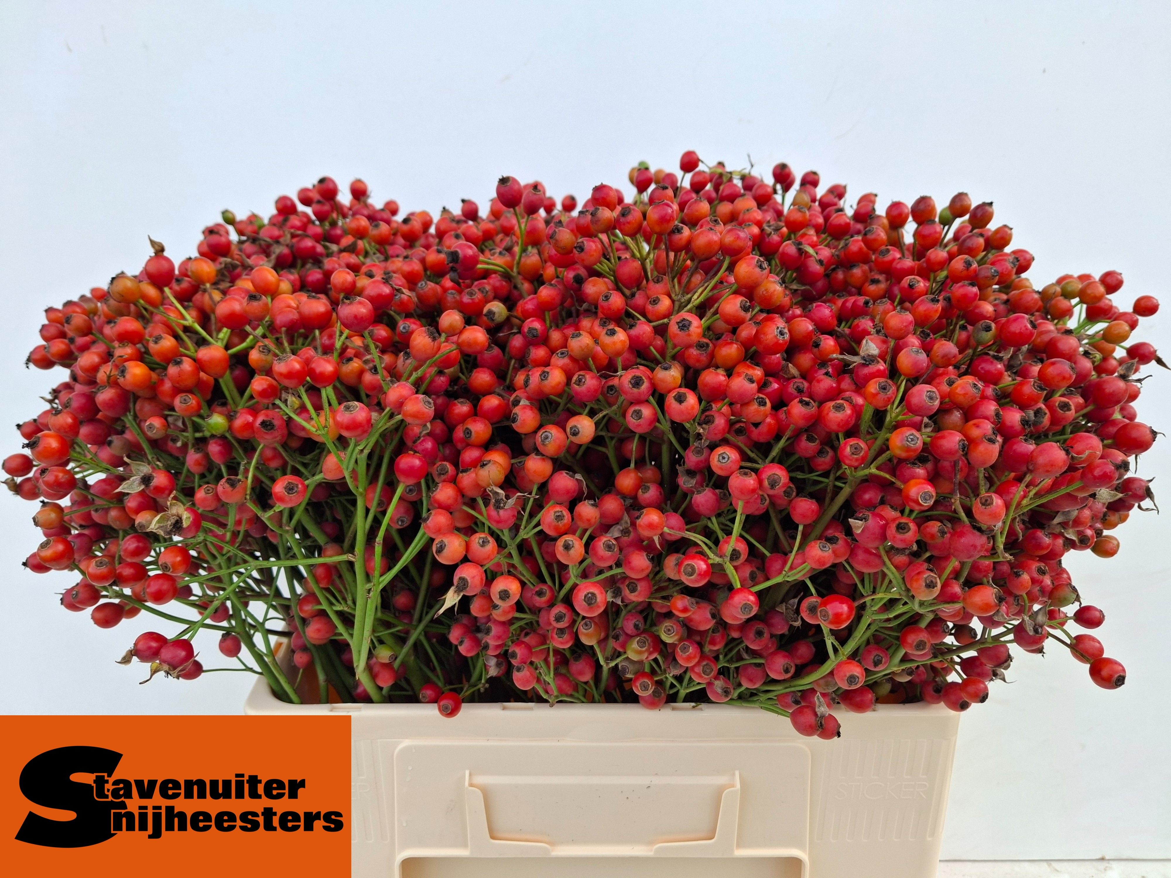 Rosa Mag Autum Glory 60cm