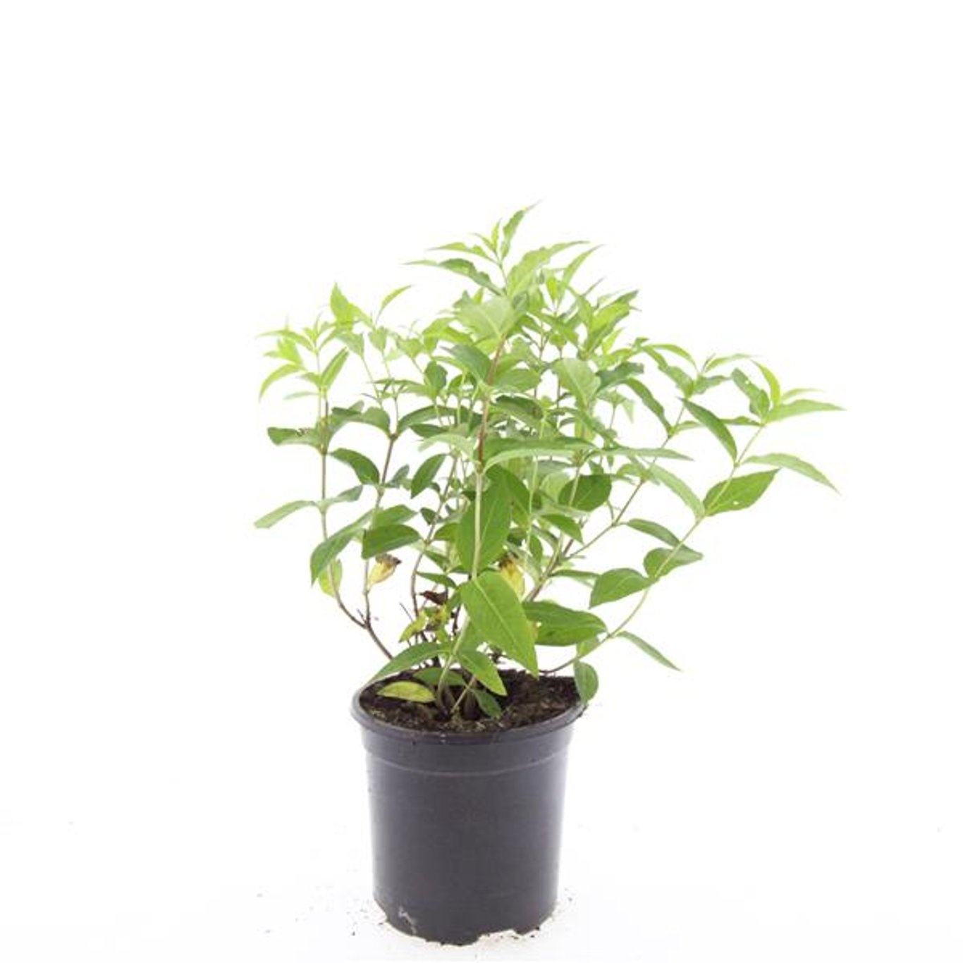 Diervilla lonicera 'Dilon'