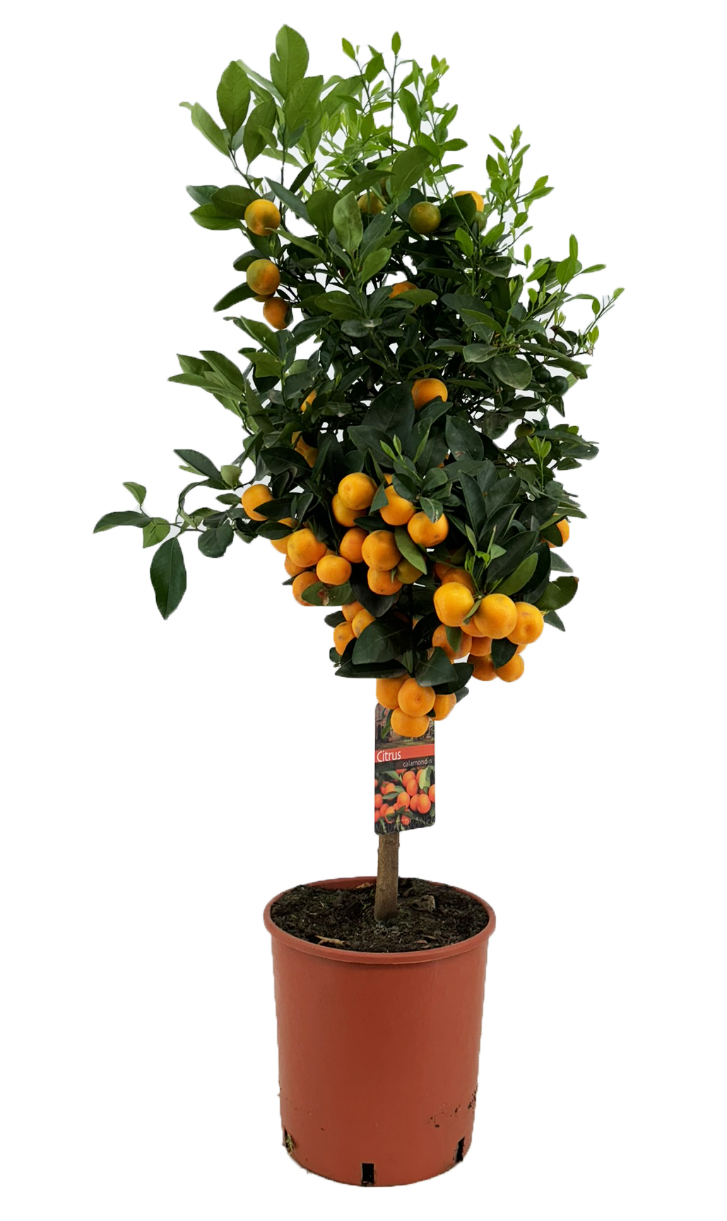 Picture of Citrus calamondin P28-(10Ltr) 105CM