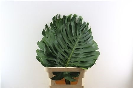 Monstera Blad