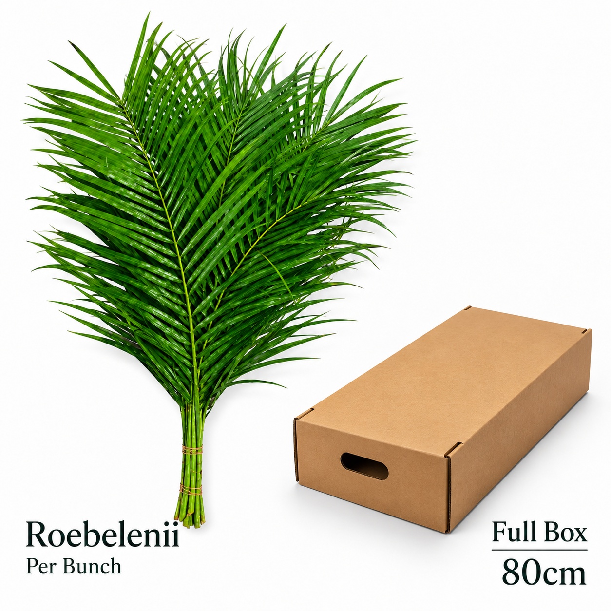 Phoenix Roebeleni Bs 80L.cm