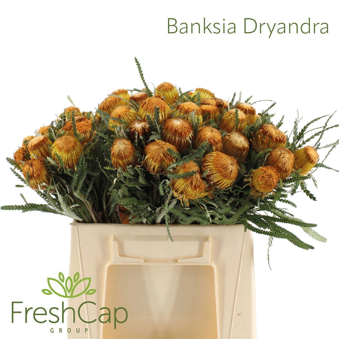 Banksia Kleinbl 40cm