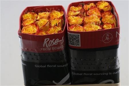 Rosa High & Yel Magi 50cm