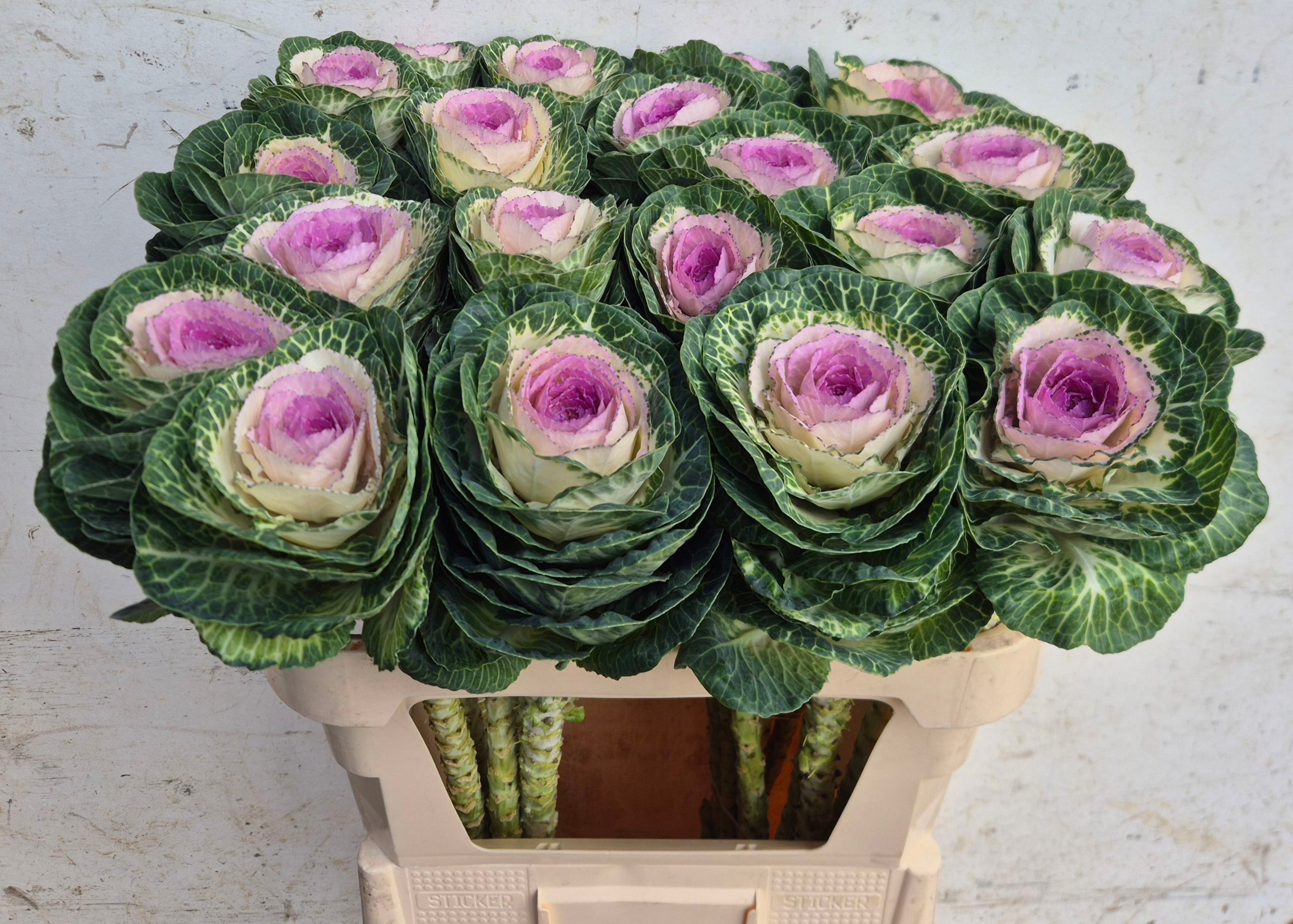 Brassica Crane Bicolour 70cm