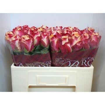 Rosa Chapeau 50cm