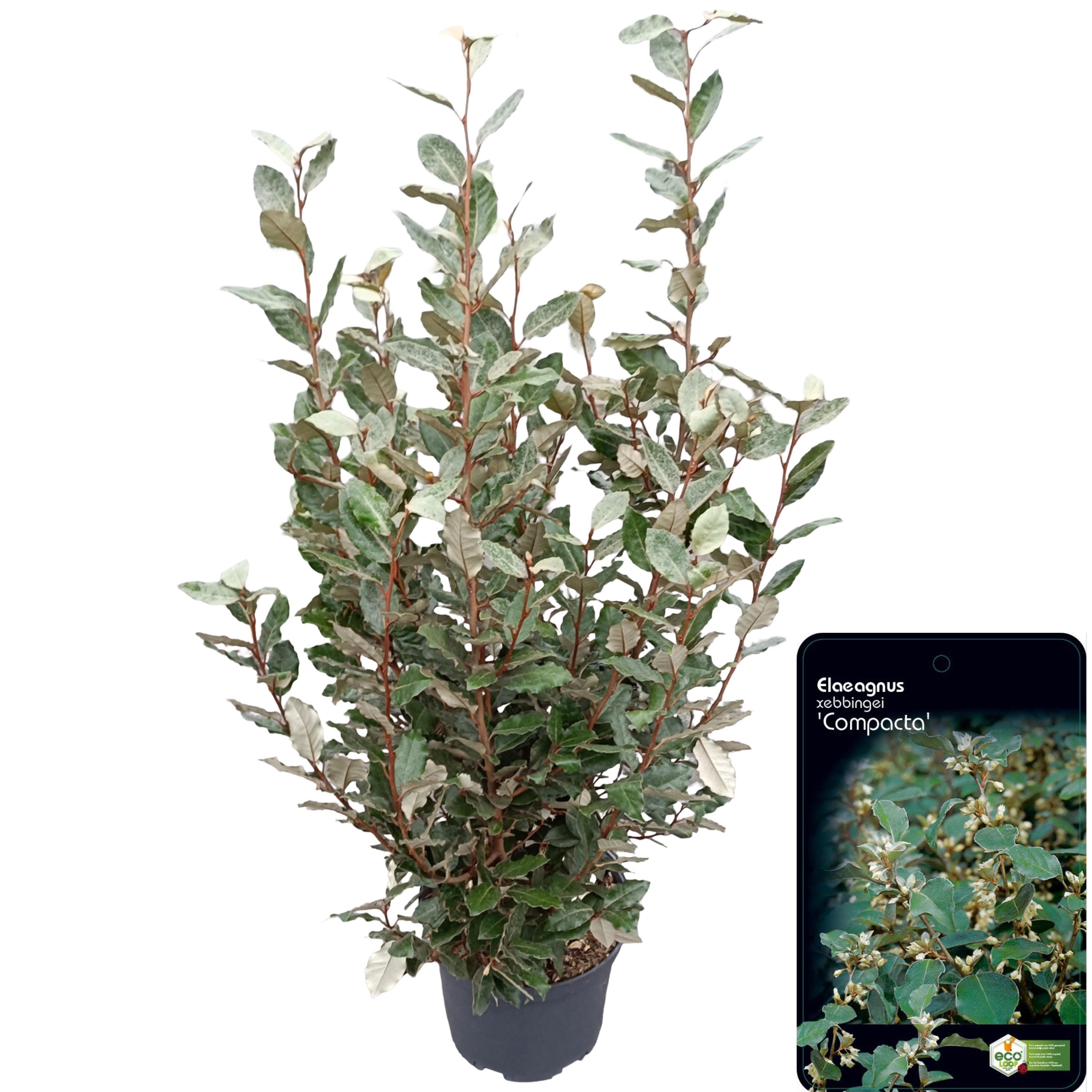 Picture of Elaeagnus ebbingei 'Compacta' C10
