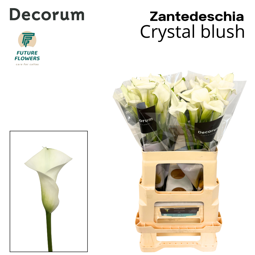 Zant Crystal Blush