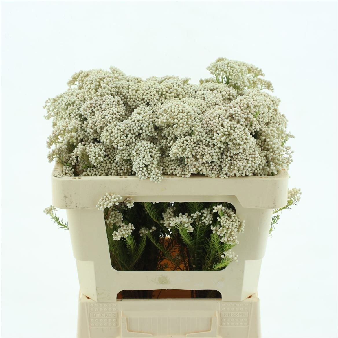 Ozothamus Cooks Snow Whi 50cm