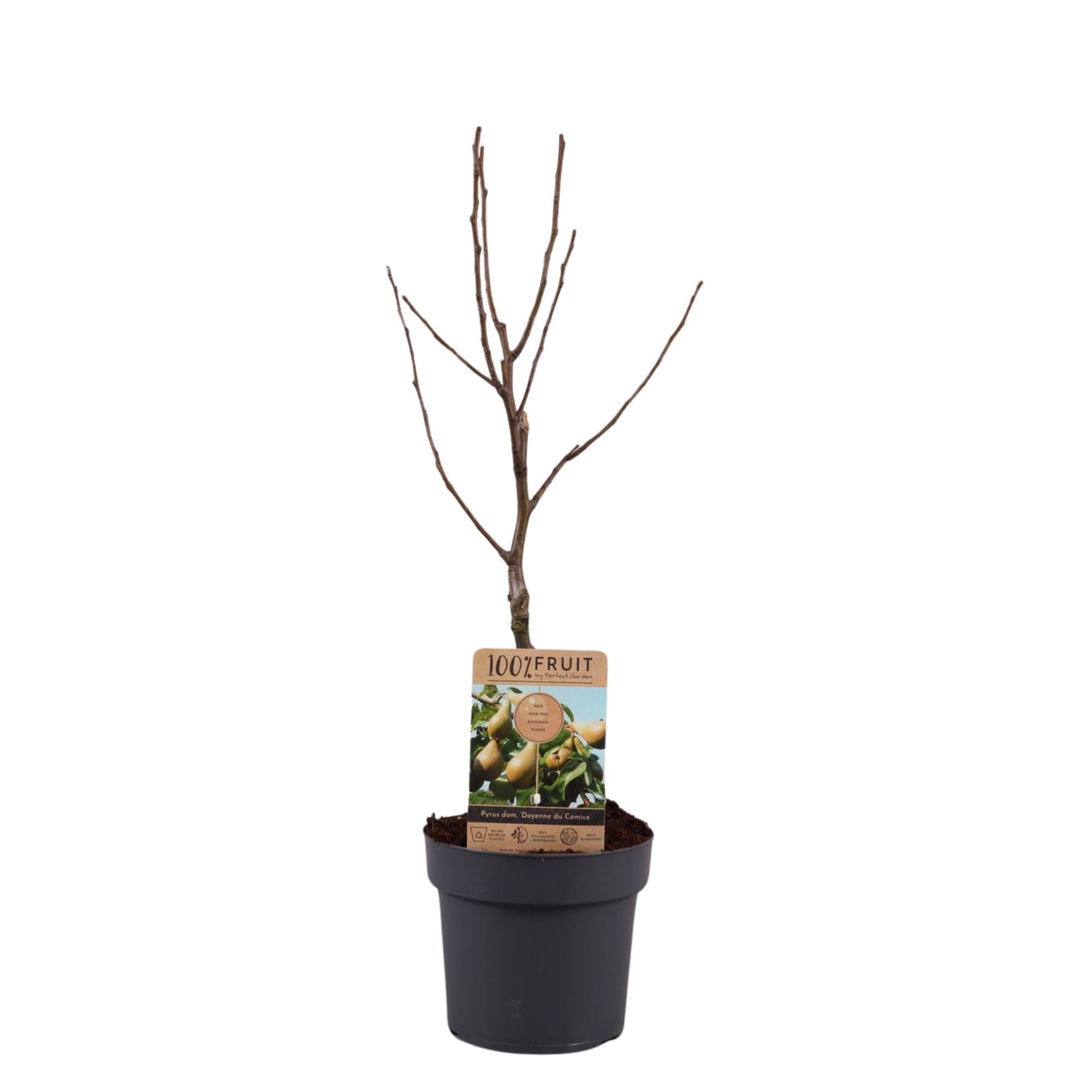 Picture of Pyrus communis Doyenne du Comice P21 (4 Ltr) Patio-Trees