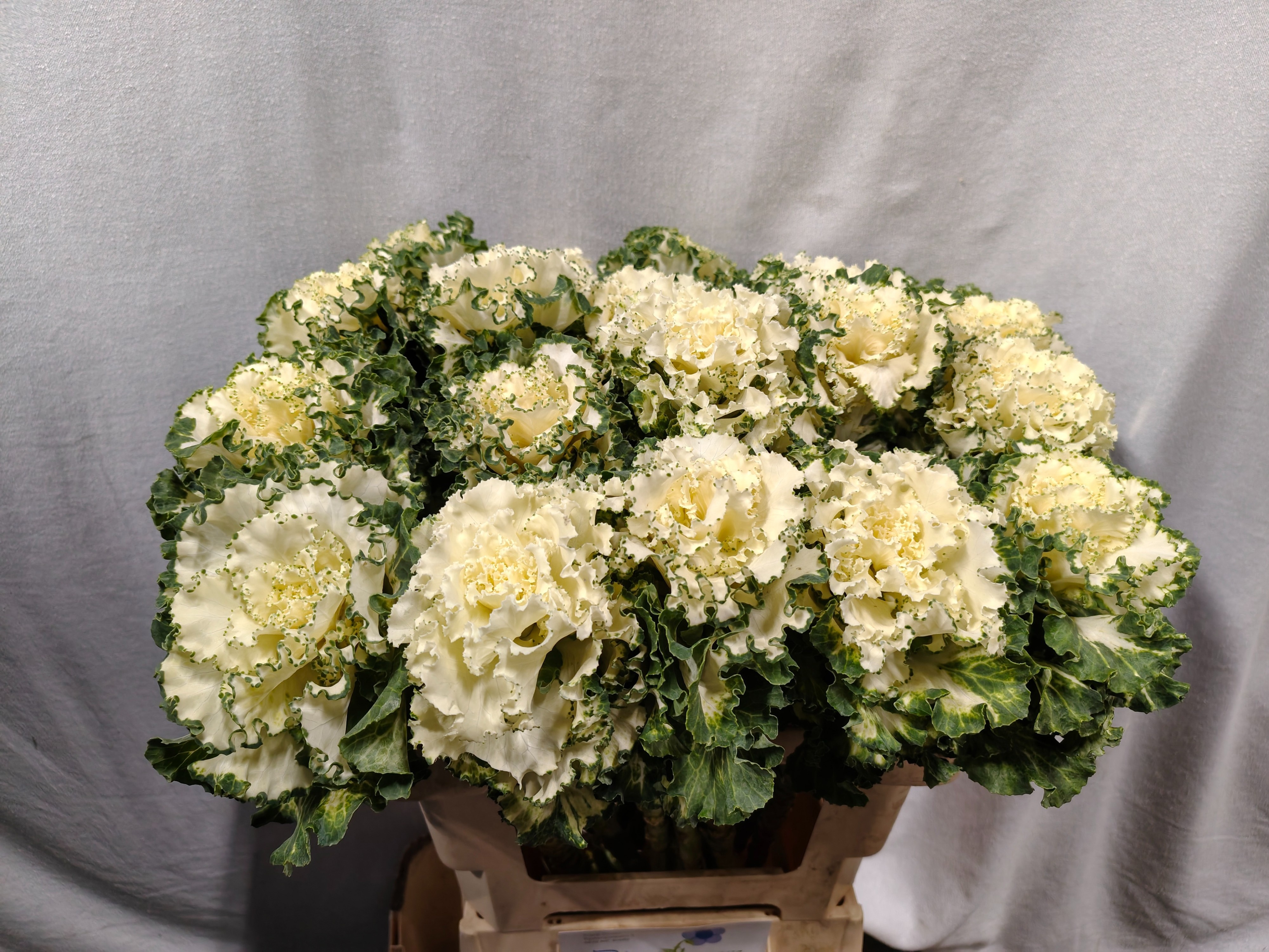 Brassica Crane Ruffle White 60cm