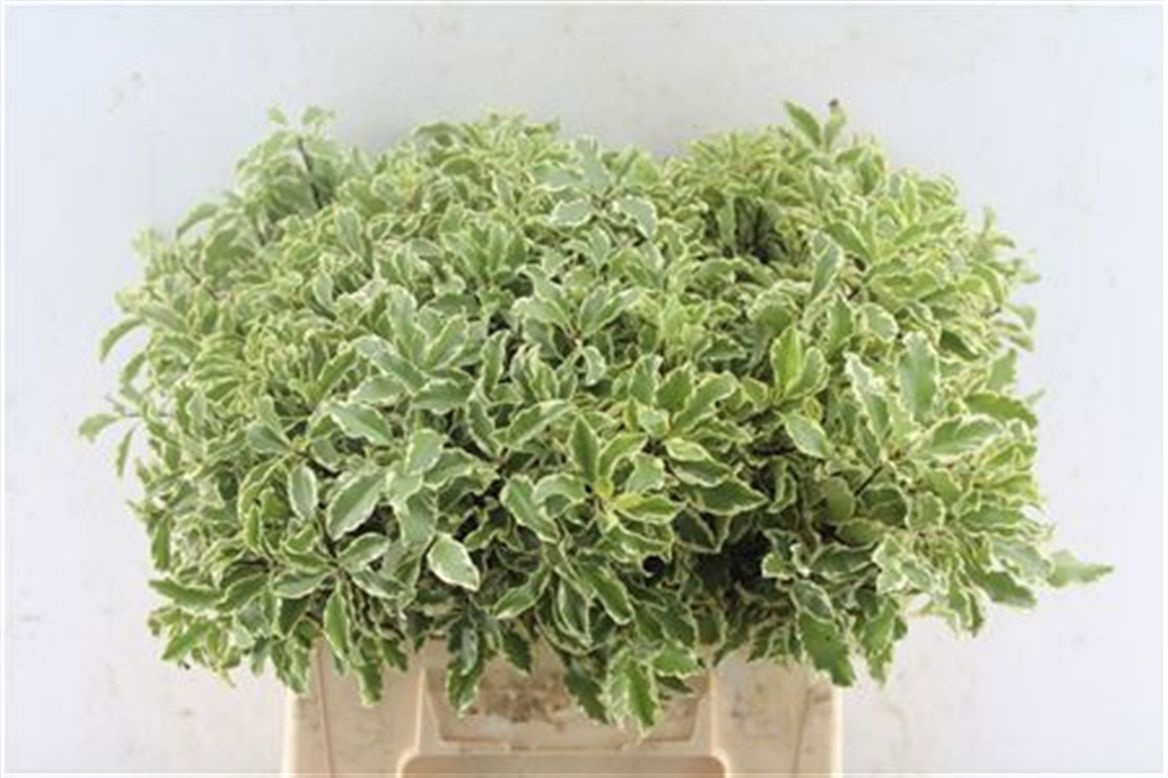 Pittosporum Per Bunch 45cm 225gram