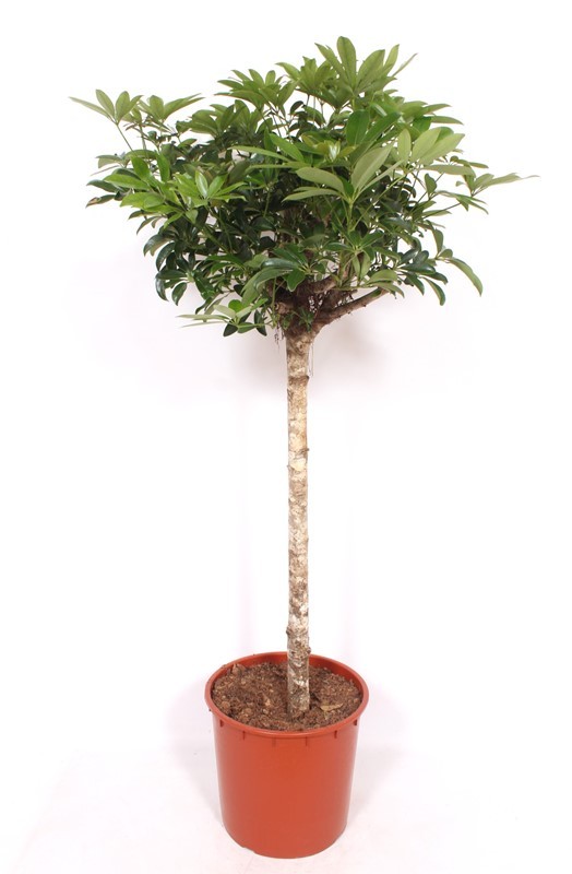 Schefflera arboricola 'Compacta'