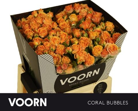 R Tr Coral Bubbles