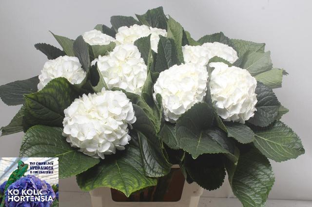 Hydrangea Allure 60cm 14Ø