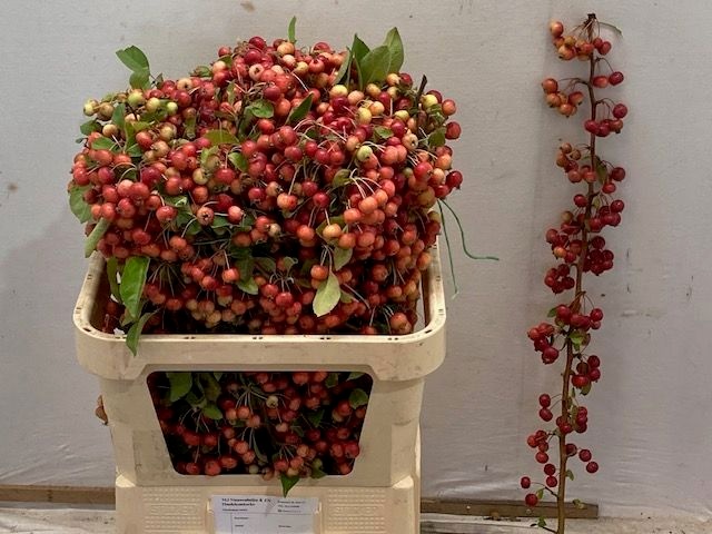 Malus Evereste Tak 80cm