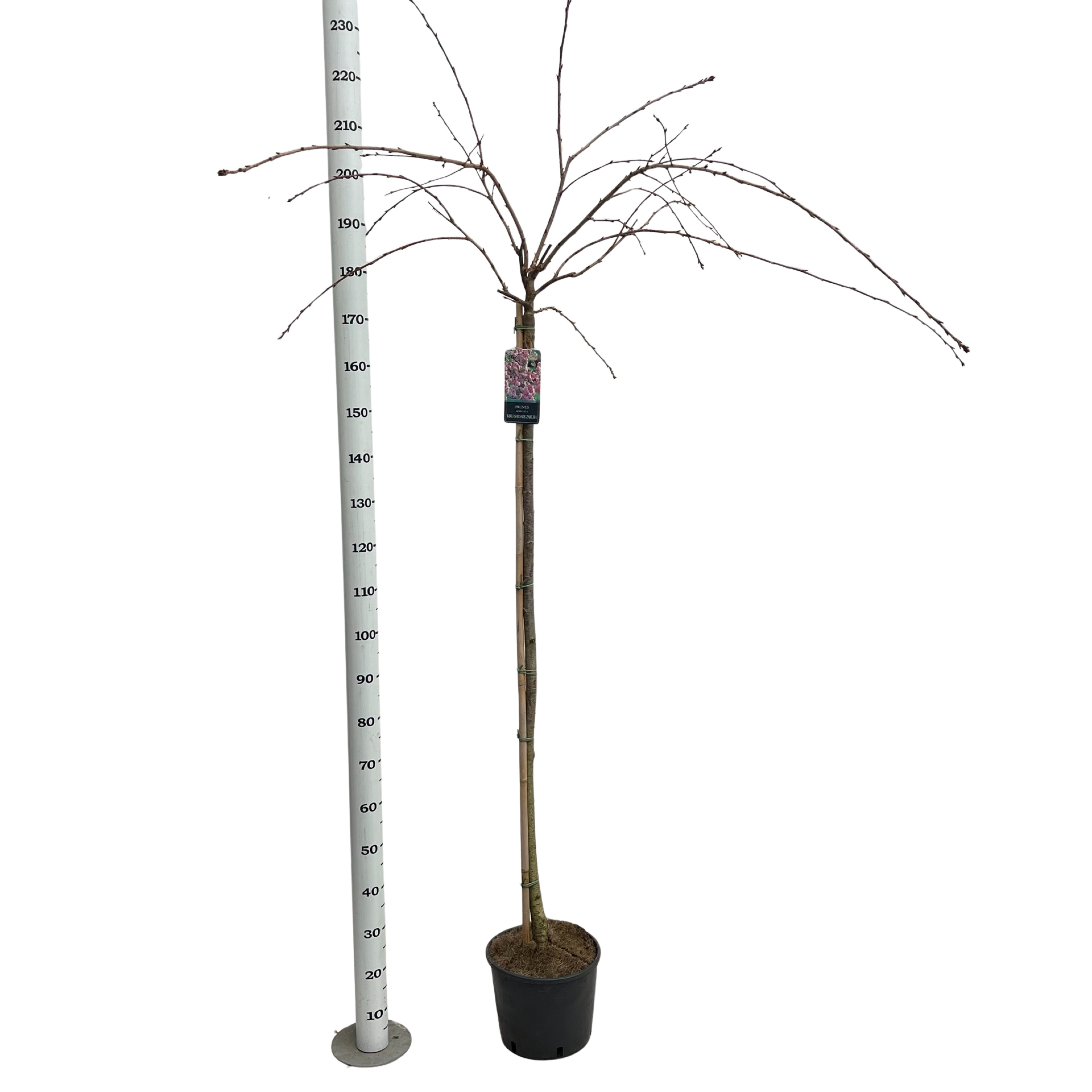 Picture of Prunus serr. 'Kiku-Shidare' Stam 150cm