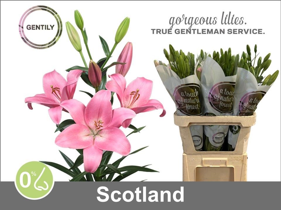 Li La Scotland