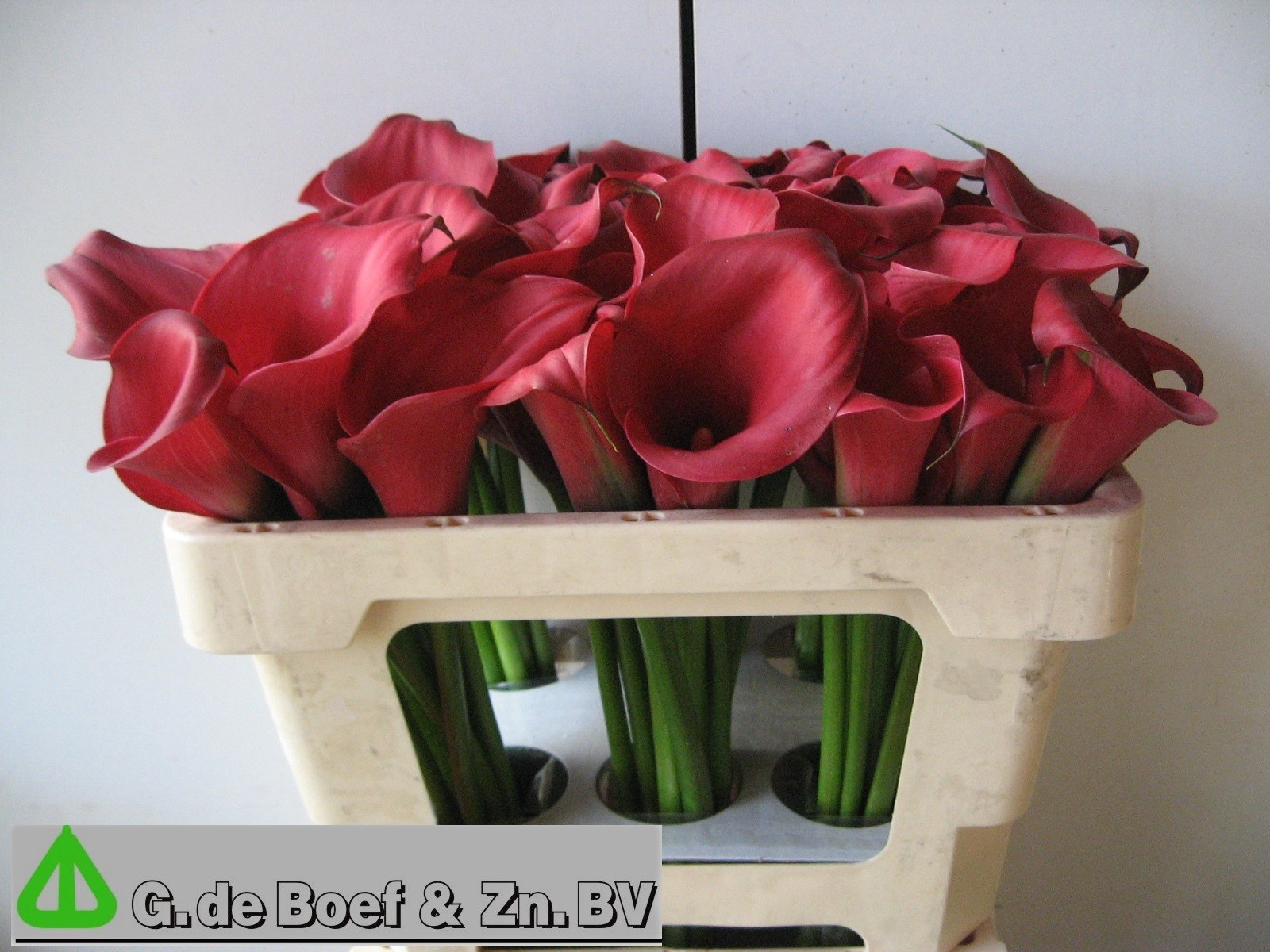 Calla Nashville 50cm
