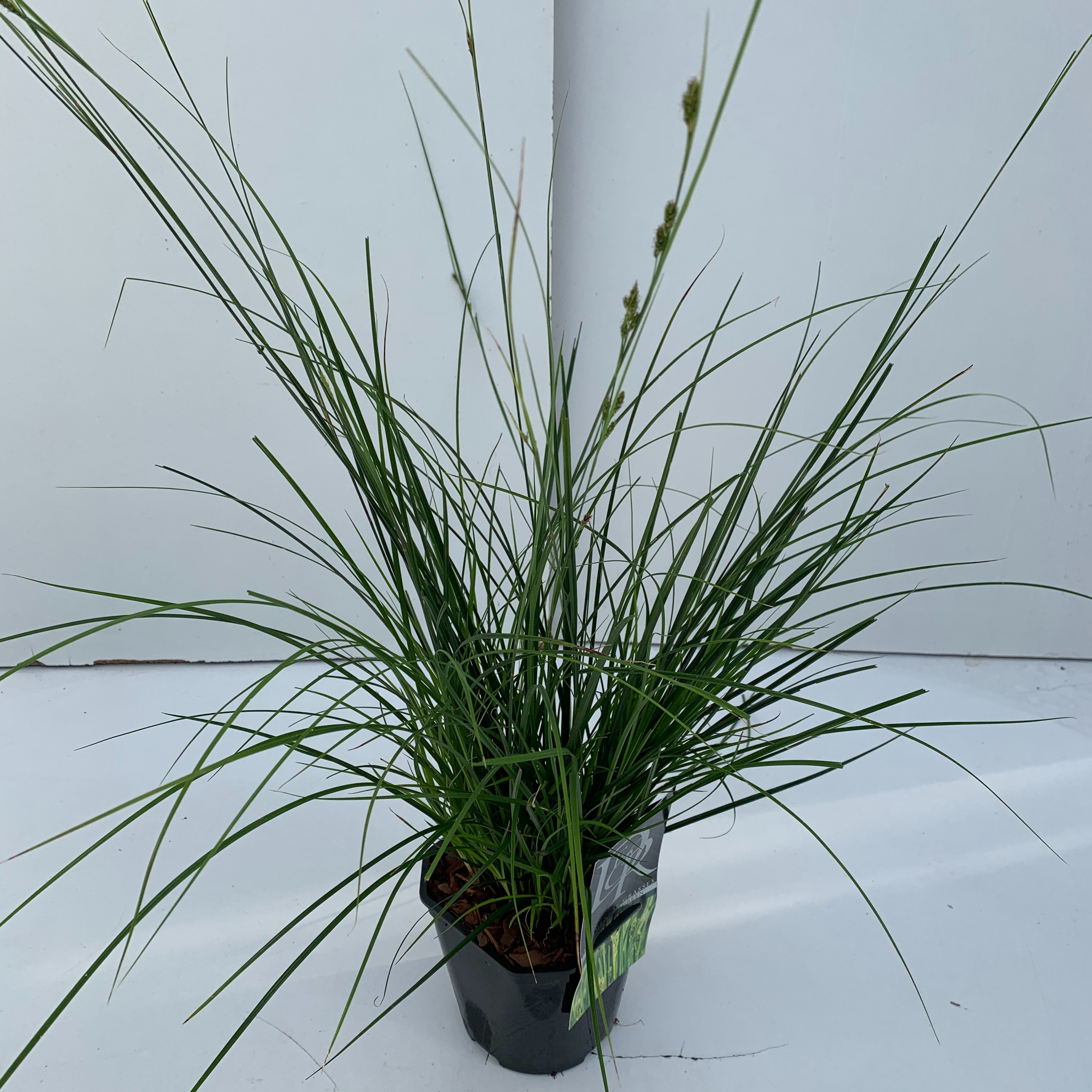 Picture of Carex Magic Green P17 (2 Ltr) Square