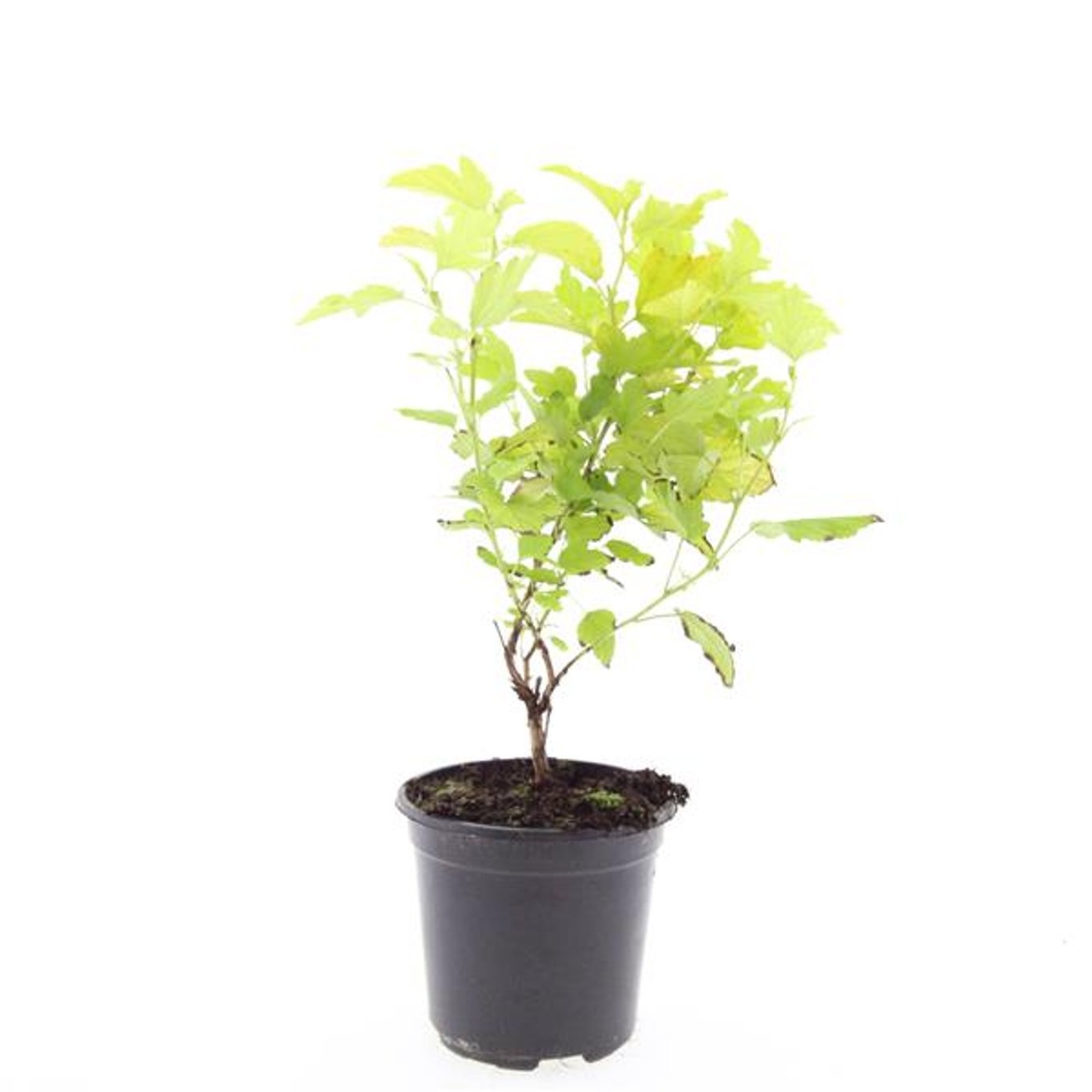 Physocarpus opulifolius 'Dart's Gold'