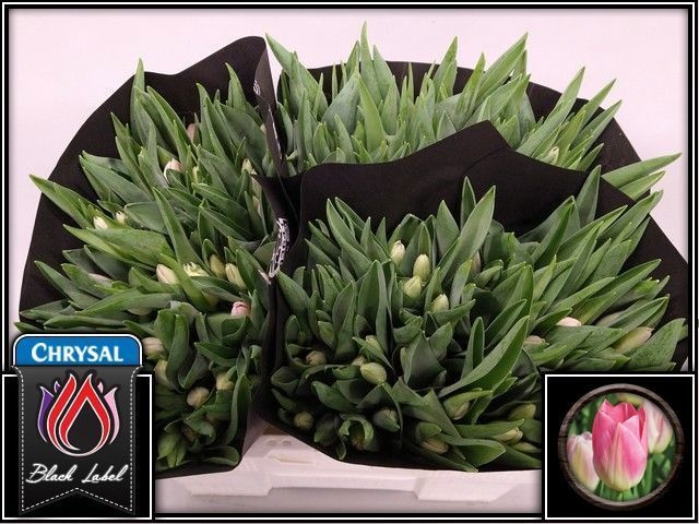 Tulipa Dynasty 37cm 30gram