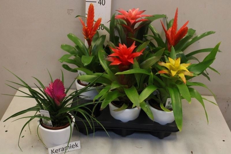 Bromelia Gemengd 510Ø 30cm