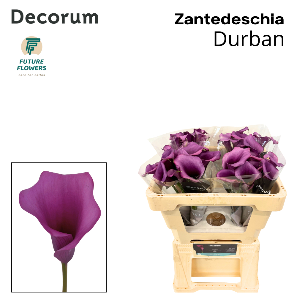 Zant Durban