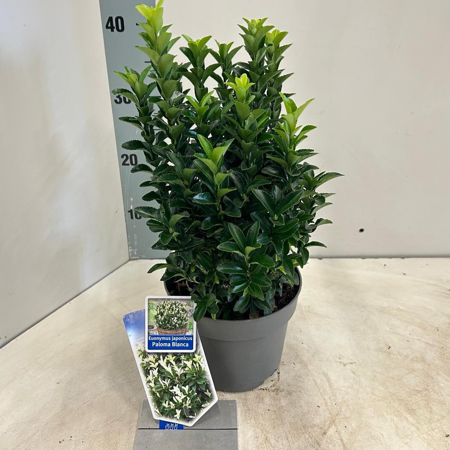 Picture of Euonymus jap. Paloma Blanca P17 (2 Ltr)