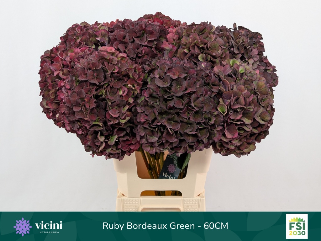 Hydrangea Ruby Choco 60cm 19Ø