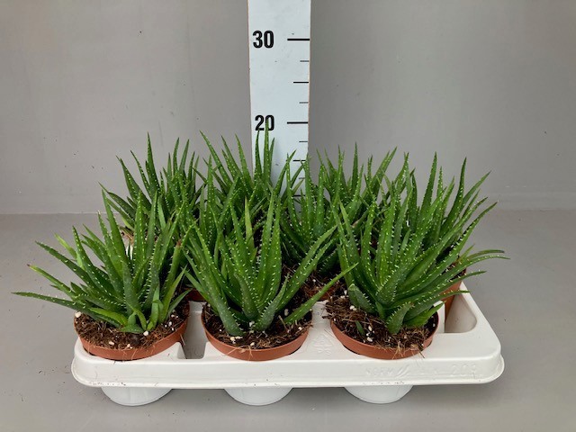 Aloe Mitriformis