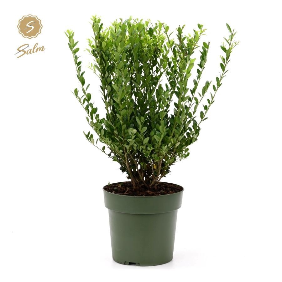 Ilex Crenata Jenny