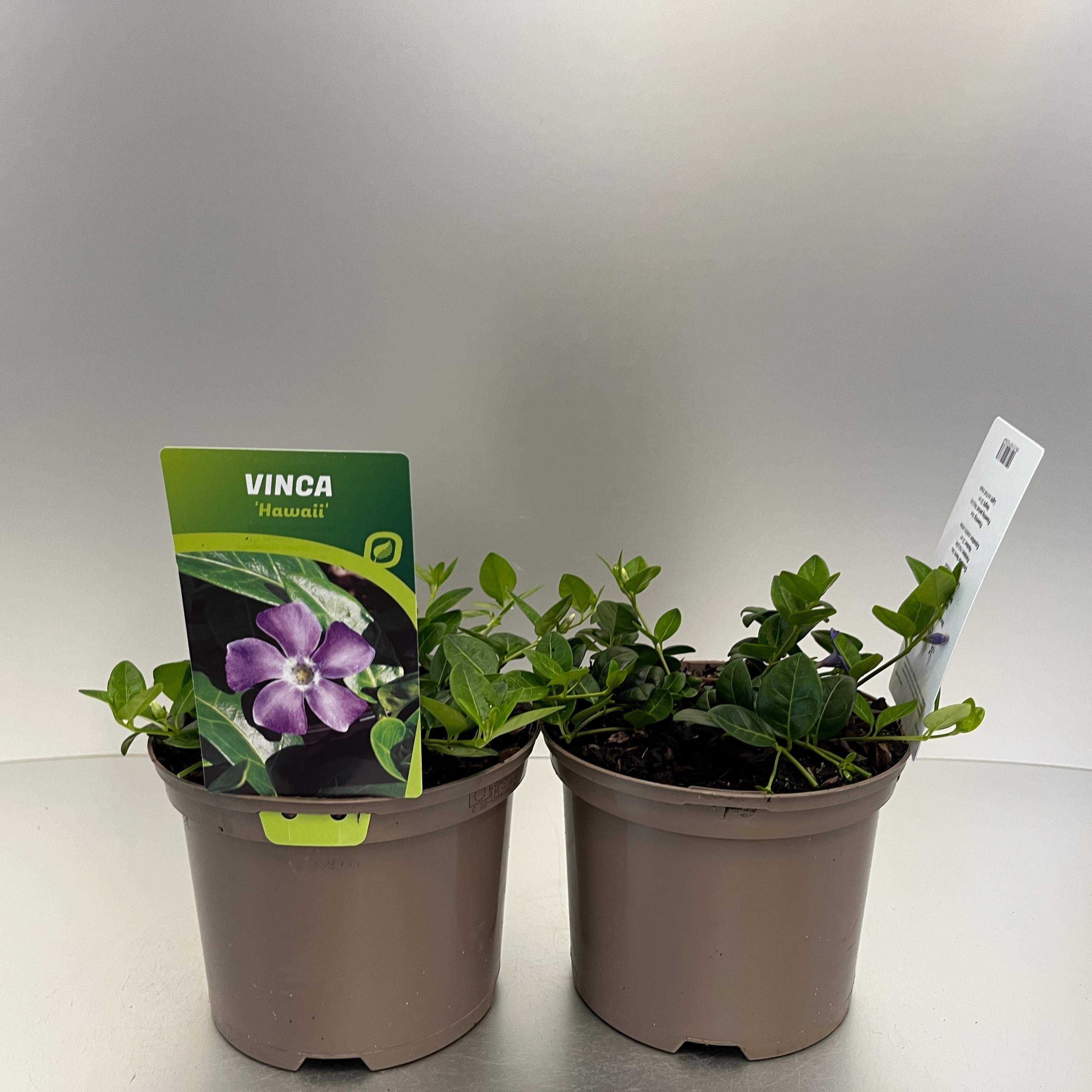 Picture of Vinca minor Hawaii P17 (2 Ltr)