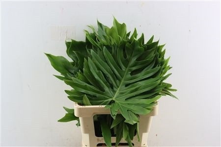 Monstera Xanadu 62cm