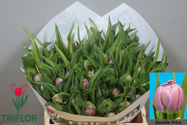 Tulipa Double Double Price 34cm 34gram